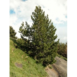 nasiona Sosna hakowata Pinus szt5 Fore109