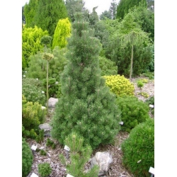 nasiona Sosna hakowata Pinus szt5 Fore109