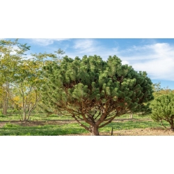 nasiona Sosna hakowata Pinus szt5 Fore109