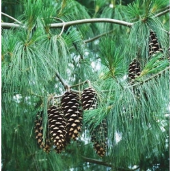 nasiona Świerk himalajski Picea szt5 Fore88