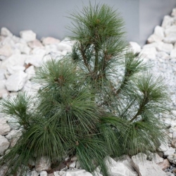 nasiona Świerk himalajski Picea szt5 Fore88