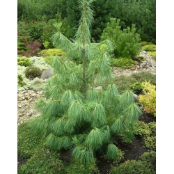 nasiona Świerk himalajski Picea szt5 Fore88