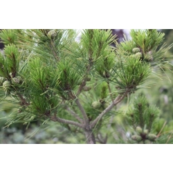 nasiona Sosna japońska Pinus szt5 Fore86