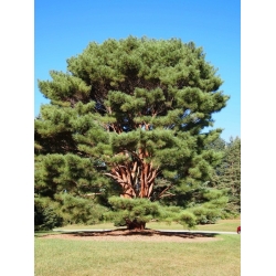 nasiona Sosna japońska Pinus szt5 Fore86