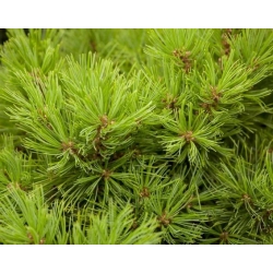 nasiona Sosna japońska Pinus szt5 Fore86