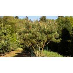 nasiona Sosna japońska Pinus szt5 Fore86