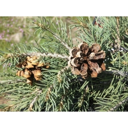 nasiona Sosna jednoigielna Pinus szt5 Fore94