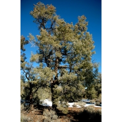 nasiona Sosna jednoigielna Pinus szt5 Fore94