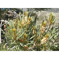 nasiona Sosna jednoigielna Pinus szt5 Fore94