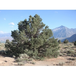 nasiona Sosna jednoigielna Pinus szt5 Fore94