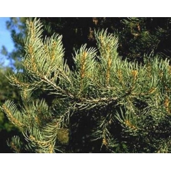 nasiona Sosna jednoigielna Pinus szt5 Fore94