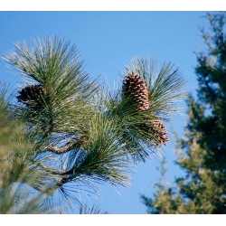 nasiona Sosna Jeffreya Pinus szt5 Fore90