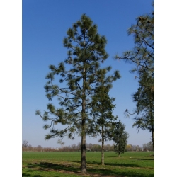 nasiona Sosna Jeffreya Pinus szt5 Fore90