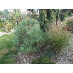 nasiona Sosna Jeffreya Pinus szt5 Fore90