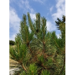 nasiona Sosna kalifornijska Pinus szt5 Fore104