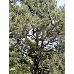 nasiona Sosna kalifornijska Pinus szt5 Fore104