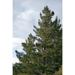 nasiona Sosna kalifornijska Pinus szt5 Fore104