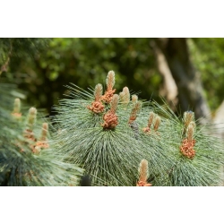 nasiona Sosna kalifornijska Pinus szt5 Fore104