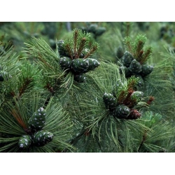 nasiona Sosna karłowa Pinus szt5 Fore103