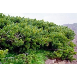 nasiona Sosna karłowa Pinus szt5 Fore103