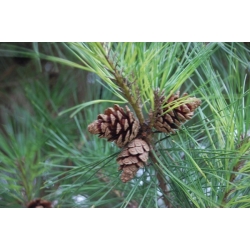 nasiona Sosna karłowa Pinus szt5 Fore103