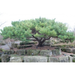 nasiona Sosna karłowa Pinus szt5 Fore103