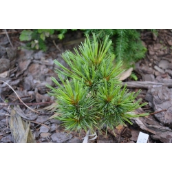 nasiona Sosna koreańska Pinus szt5 Fore91