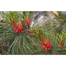 nasiona Sosna koreańska Pinus szt5 Fore91