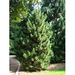 nasiona Sosna koreańska Pinus szt5 Fore91
