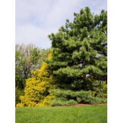 nasiona Sosna koreańska Pinus szt5 Fore91