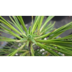 nasiona Sosna Lamberta Pinus szt5 Fore92