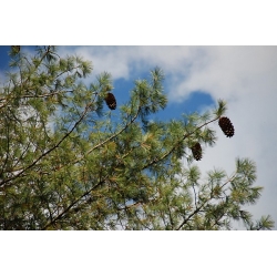 nasiona Sosna Lamberta Pinus szt5 Fore92