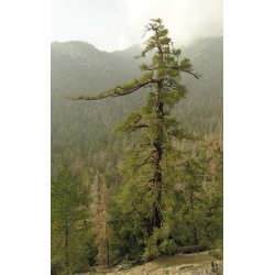 nasiona Sosna Lamberta Pinus szt5 Fore92