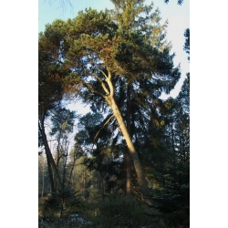 nasiona Sosna Lamberta Pinus szt5 Fore92