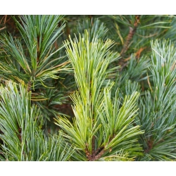 nasiona Sosna limba Pinus szt5 Fore83