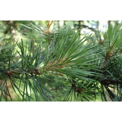 nasiona Sosna mongolska Pinus szt5 Fore105