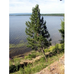 nasiona Sosna mongolska Pinus szt5 Fore105