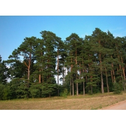 nasiona Sosna mongolska Pinus szt5 Fore105