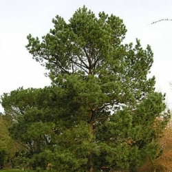 nasiona Sosna mongolska Pinus szt5 Fore105