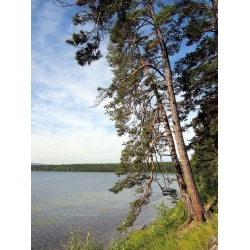 nasiona Sosna mongolska Pinus szt5 Fore105