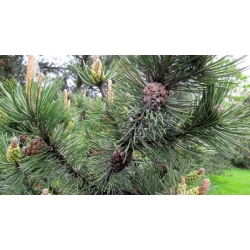 nasiona Sosna nadmorska Pinus szt5 Fore100