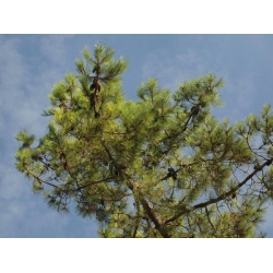 nasiona Sosna nadmorska Pinus szt5 Fore100