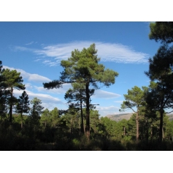 nasiona Sosna nadmorska Pinus szt5 Fore100