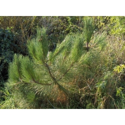 nasiona Sosna nadmorska Pinus szt5 Fore100