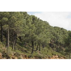 nasiona Sosna nadmorska Pinus szt5 Fore100