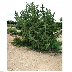 nasiona Sosna oścista Pinus aristata szt5 Fore78