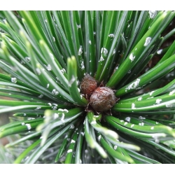 nasiona Sosna oścista Pinus aristata szt5 Fore78