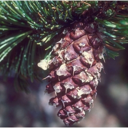 nasiona Sosna oścista Pinus aristata szt5 Fore78