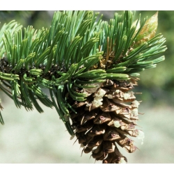 nasiona Sosna oścista Pinus aristata szt5 Fore78