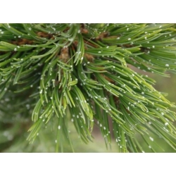 nasiona Sosna oścista Pinus aristata szt5 Fore78